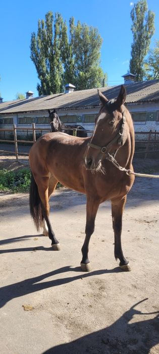 Продається Французька Кобила.