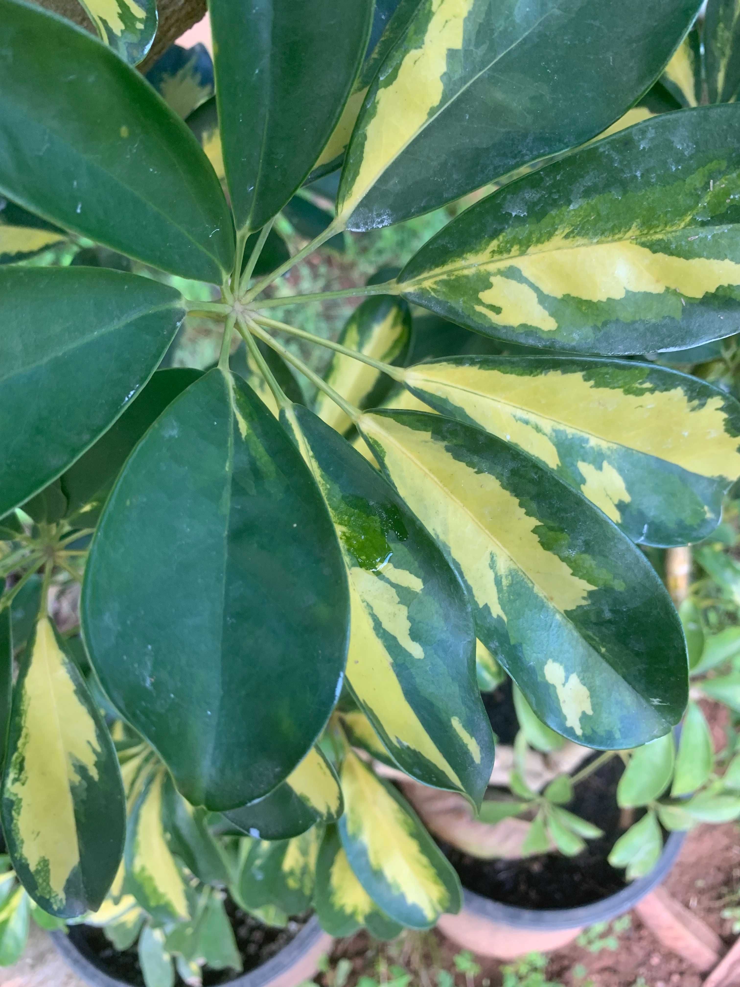 Planta Schefflera Arboricola com 125cm (inclui vaso)