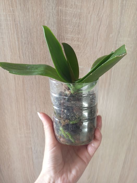 Продам дорослу рослину Лакі Кет