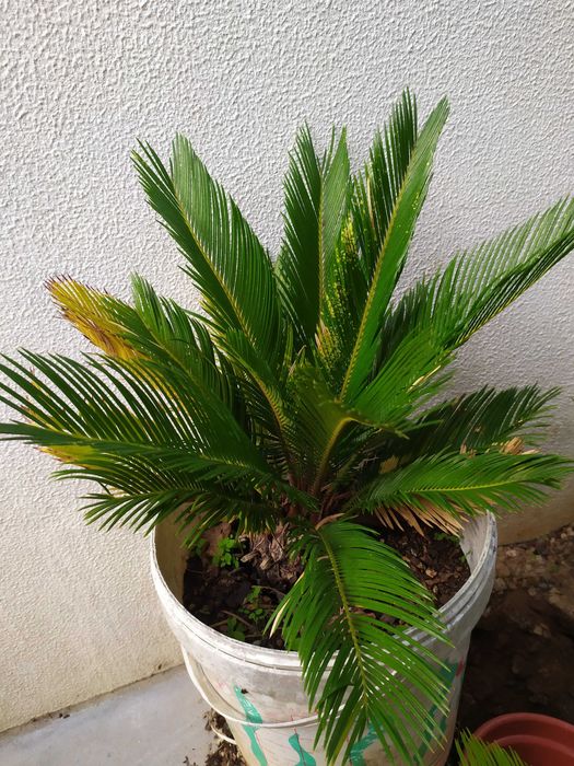 Palmeiras Cycas Revoluta