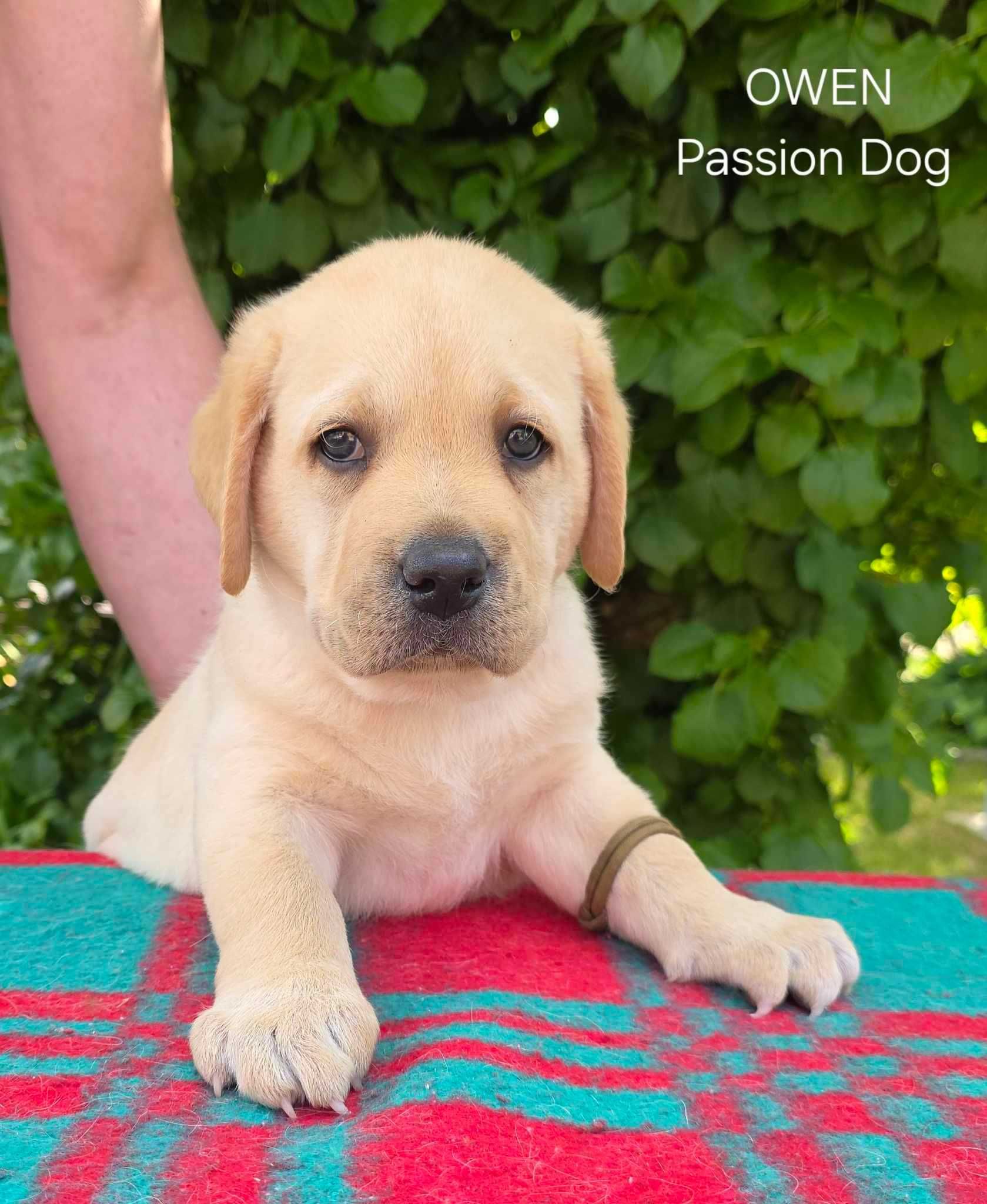 Labrador retriever biszkoptowy pies OWEN Passion Dog