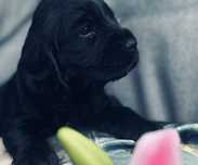 Cocker Spaniel Angielski - cudowny piesek z rodowodem!