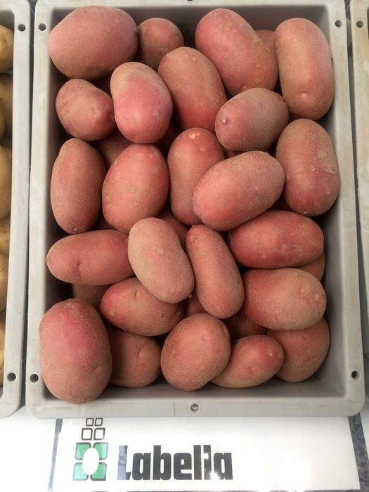 Продам картоплю сорту Лабелла на посадку. Насіннєва