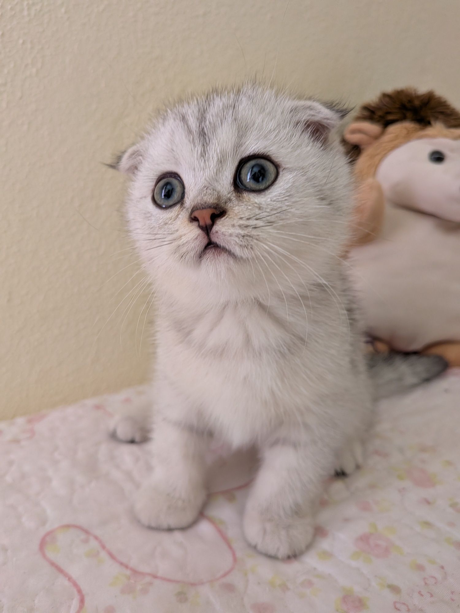 Scottish Fold fêmea