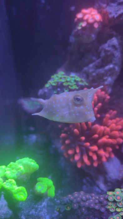 Ryba morska krowa  kostera długoroga Lactoria cornuta