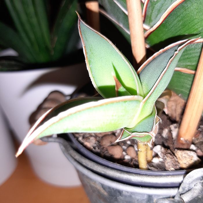 Almond Silver,  Almond silver