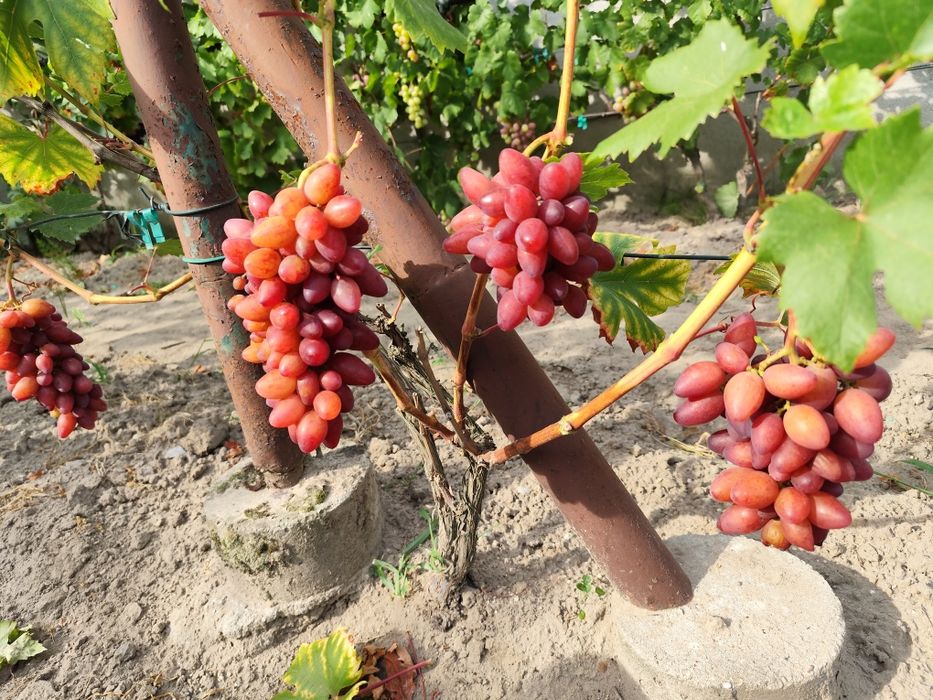 Sprzedam sadzonki winorośli deserowej