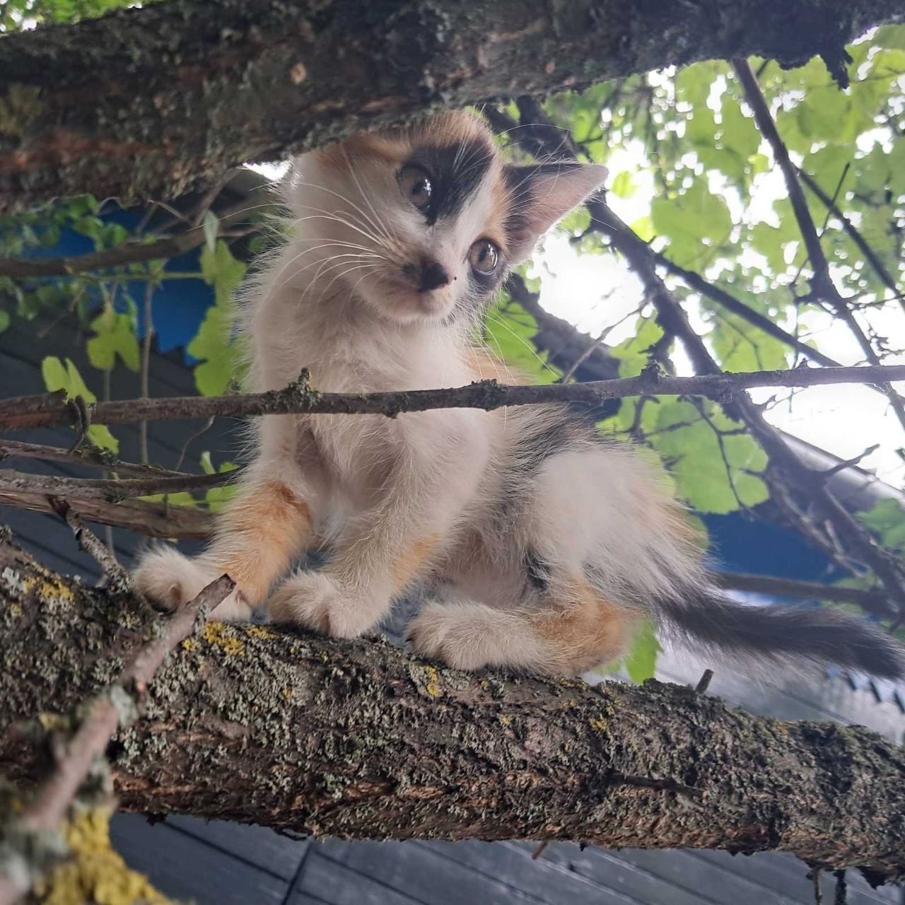 Кошенята в добрі руки