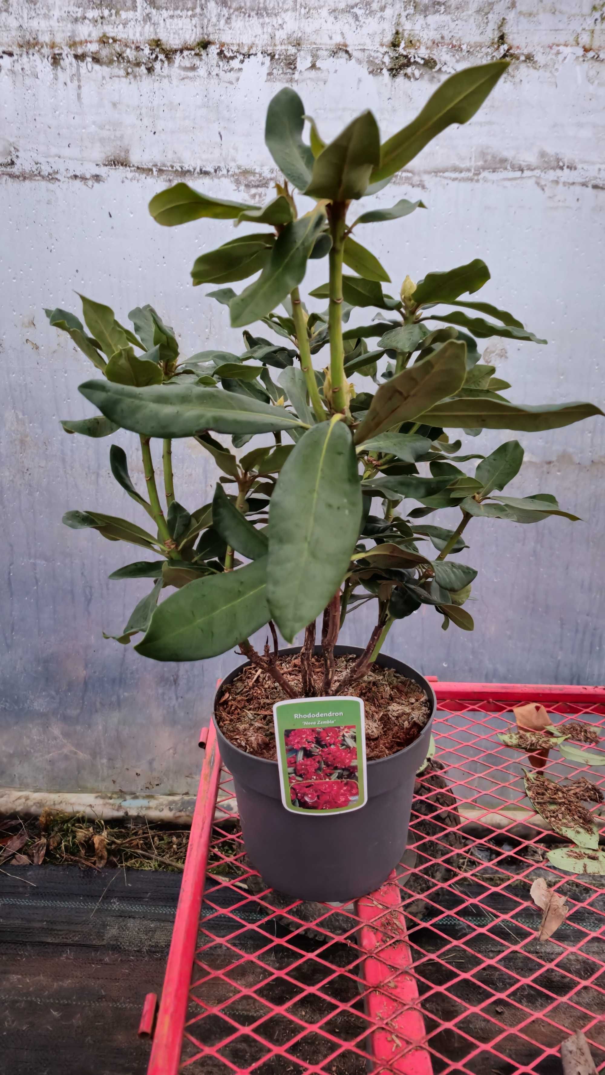 Rododendron 50-60 cm w donicy 4 litrowej
