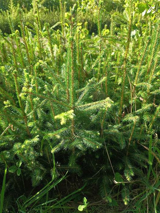 Świerk pospolity 4 lata 4/0 ładne sadzonki 40 cm 70 cm