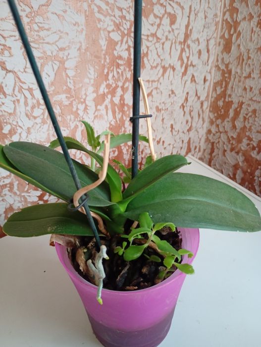 Орхідея біла рослини