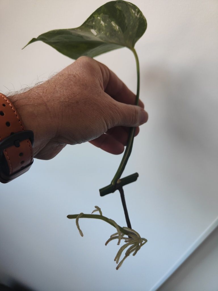 Vendo corte monstera albo variegata já com raiz e rebento..
Já te
