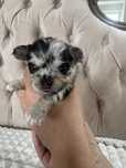 Basco / Chihuahua / Piesek / Choco Merle