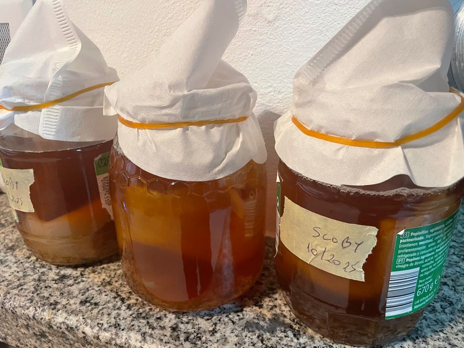 Scoby de kombucha