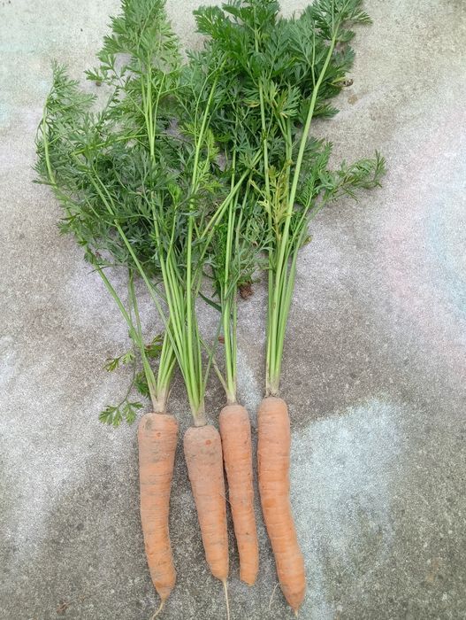 Warzywa z własnego gospodarstwa buraczki ćwikłowe marchew pietruszka