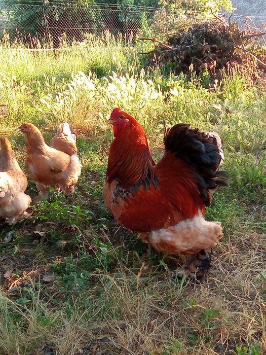 Ovos galados de Brahmas buff