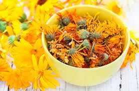 Календула. Нагідки квіти.