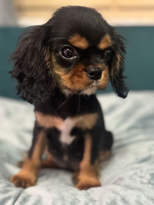 Cavailer king charles suczka do odbioru