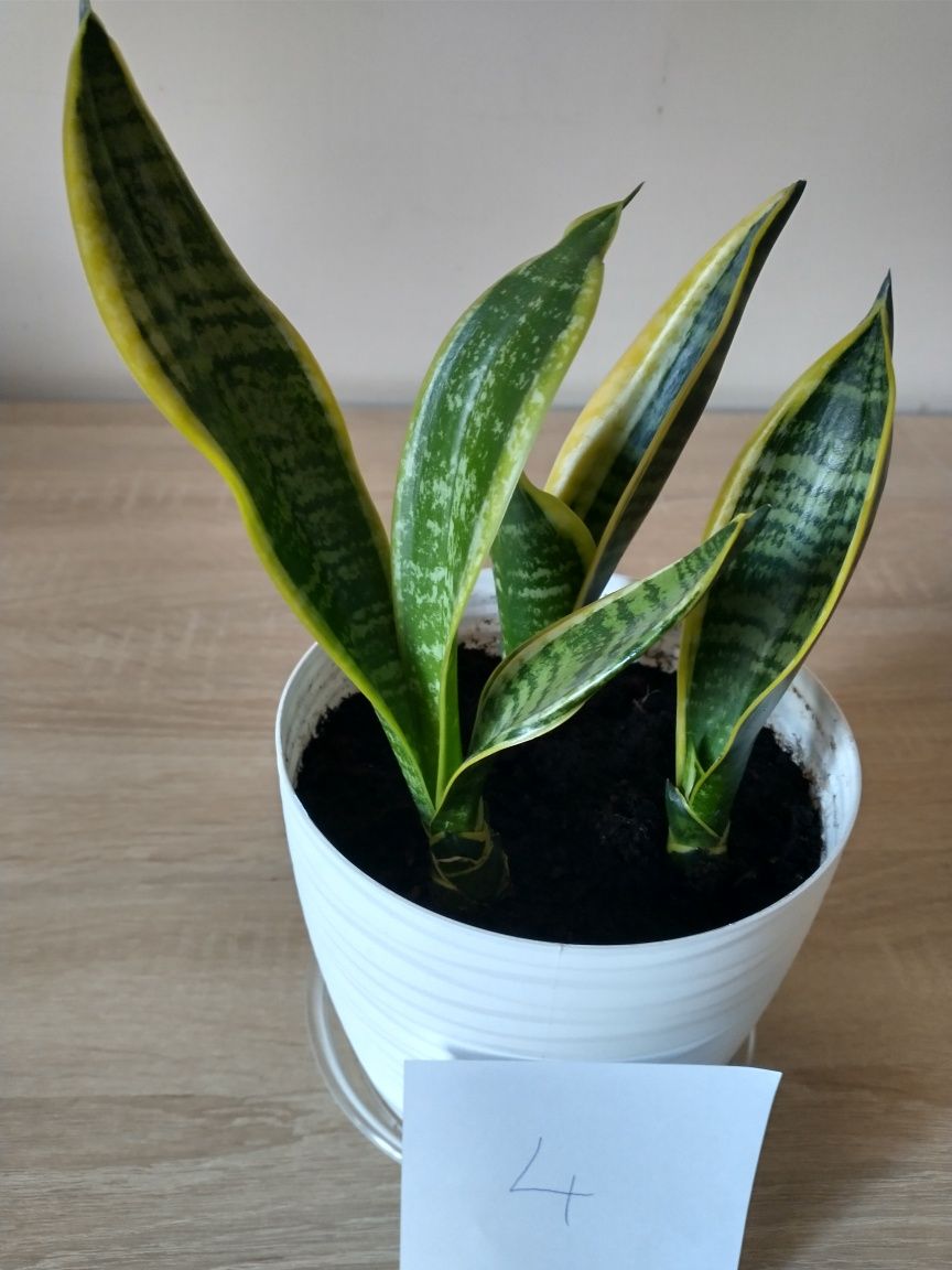 Sansewieria, Sansevieria,Sanseveria,  wężownica, język teściowej