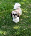 Mały Reproduktor Shih tzu ZHPR krycie Shih-tzu