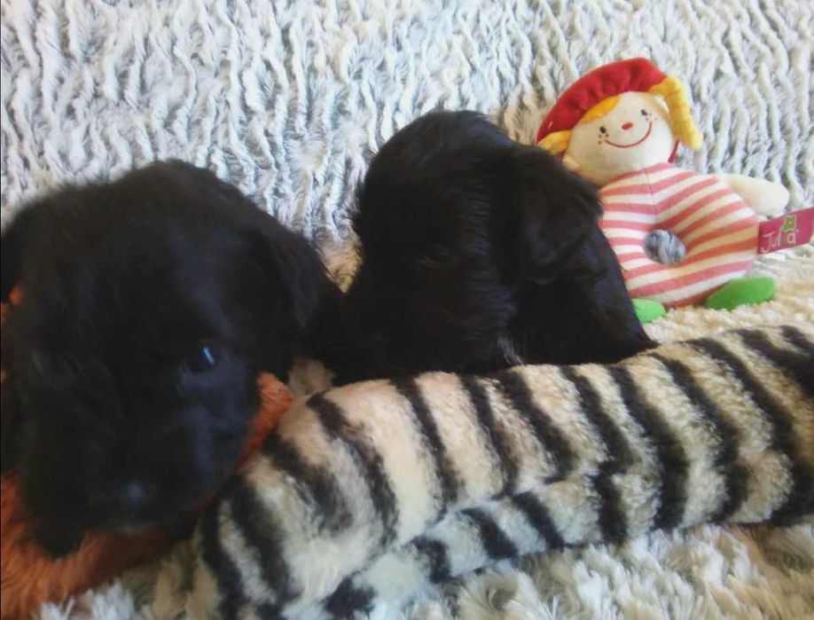 Sznaucer miniaturowy czarny (FCI) - piesek