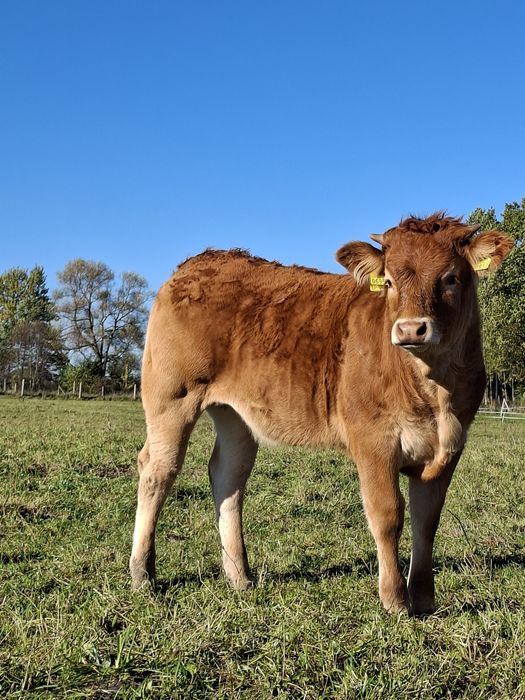 Jalowki odsadki Limousine