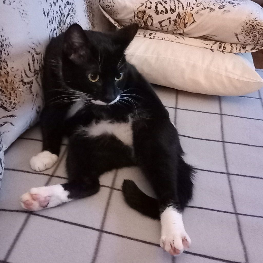 Kicia pilnie potrzebuje nowego domu