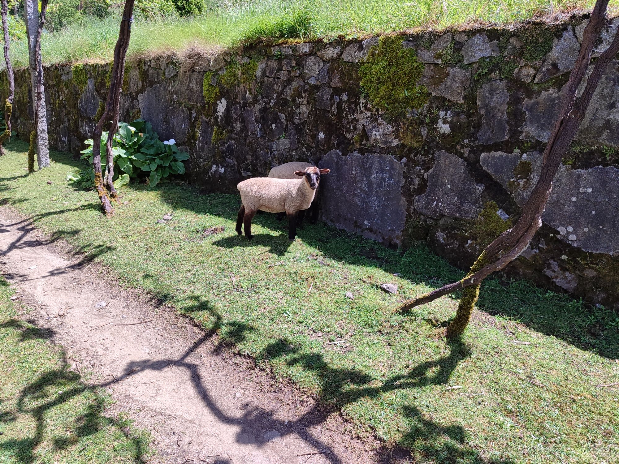 Borregos/as cruzadas de Suffolk