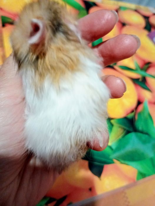 Королівські хом'яки