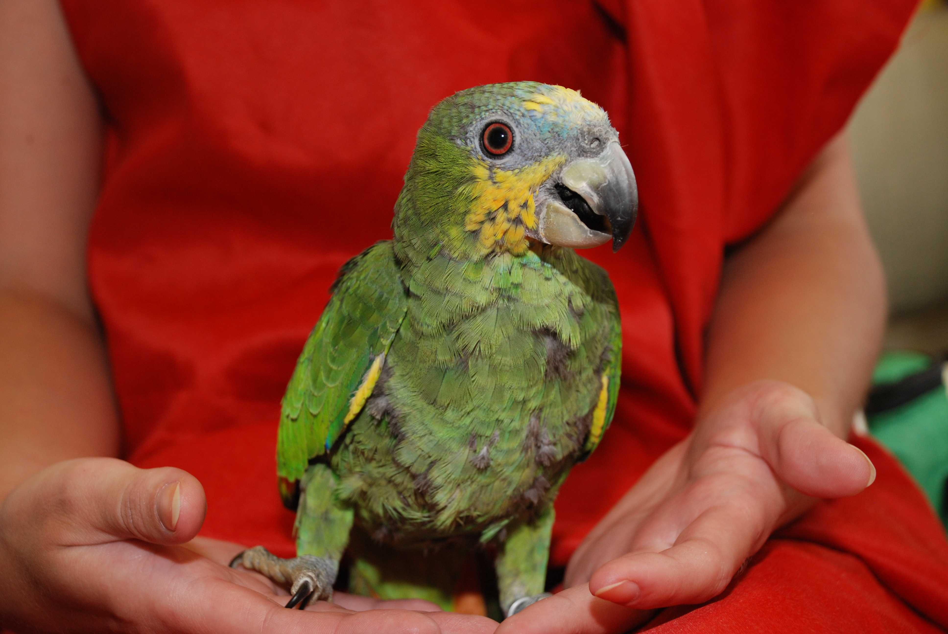 Ручной попугай венесуэльский амазон птенцы
