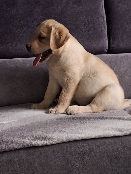 Labrador śliczny szczeniak