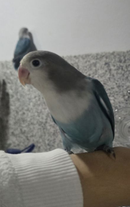 Agaponis domésticados