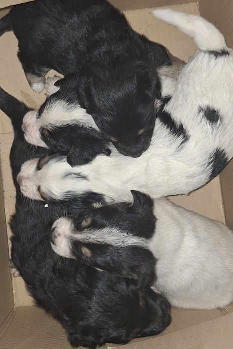 Szczeniaki do oddania w dobre ręce