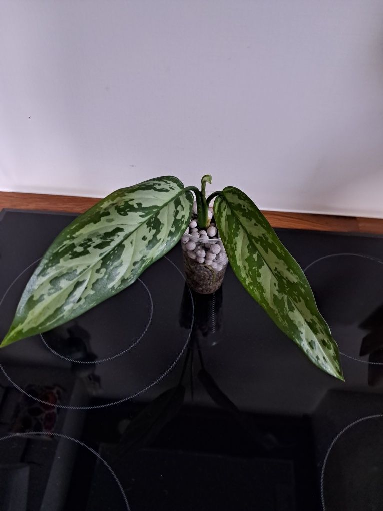 Aglaonema silver