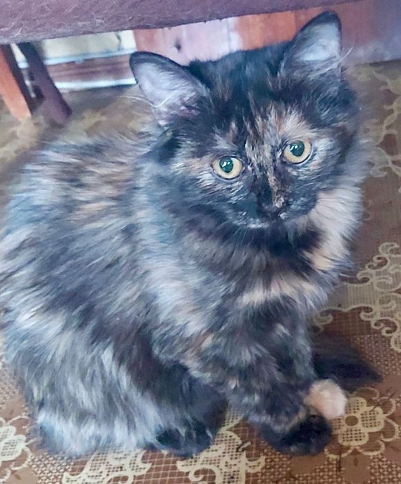 Іриска шукає дім