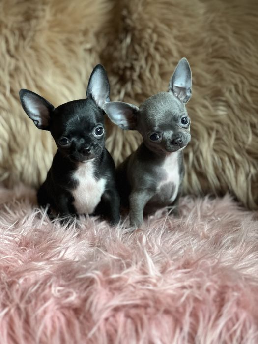 Chihuahua śliczny piesek