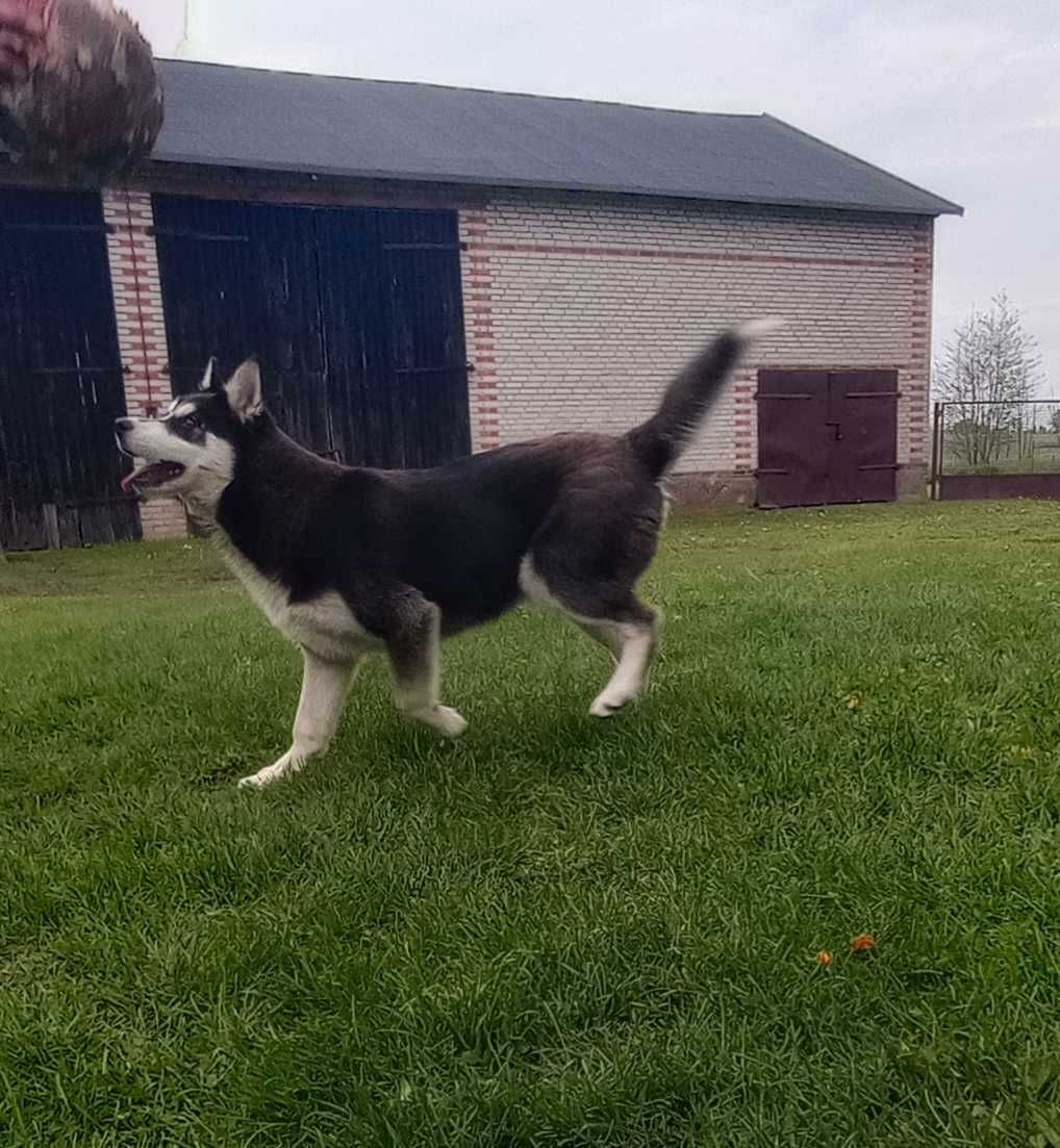 Szczeniak Syberian husky