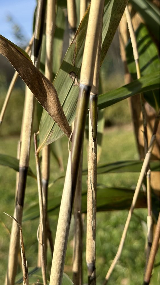 Bambu Pseudosasa Japonica