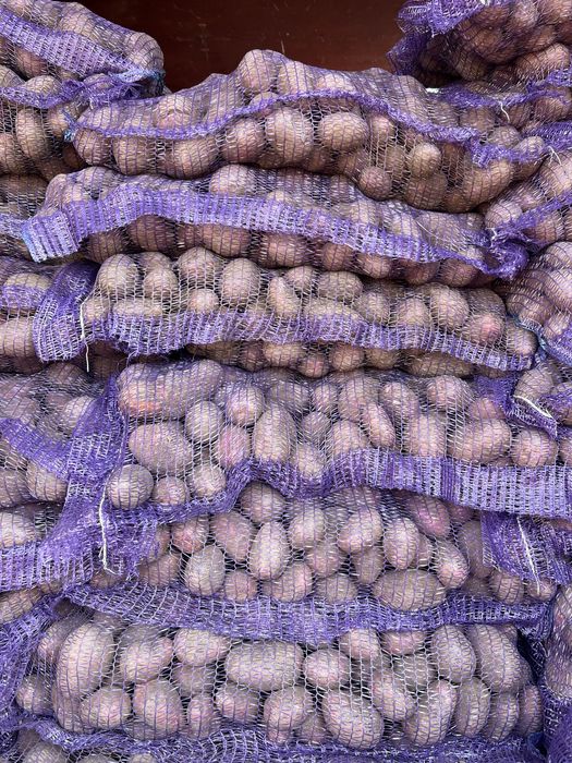 Картошка Лук КАПУСТА (КУБАНКА, БЕЛАРОСА, Королева Анна)