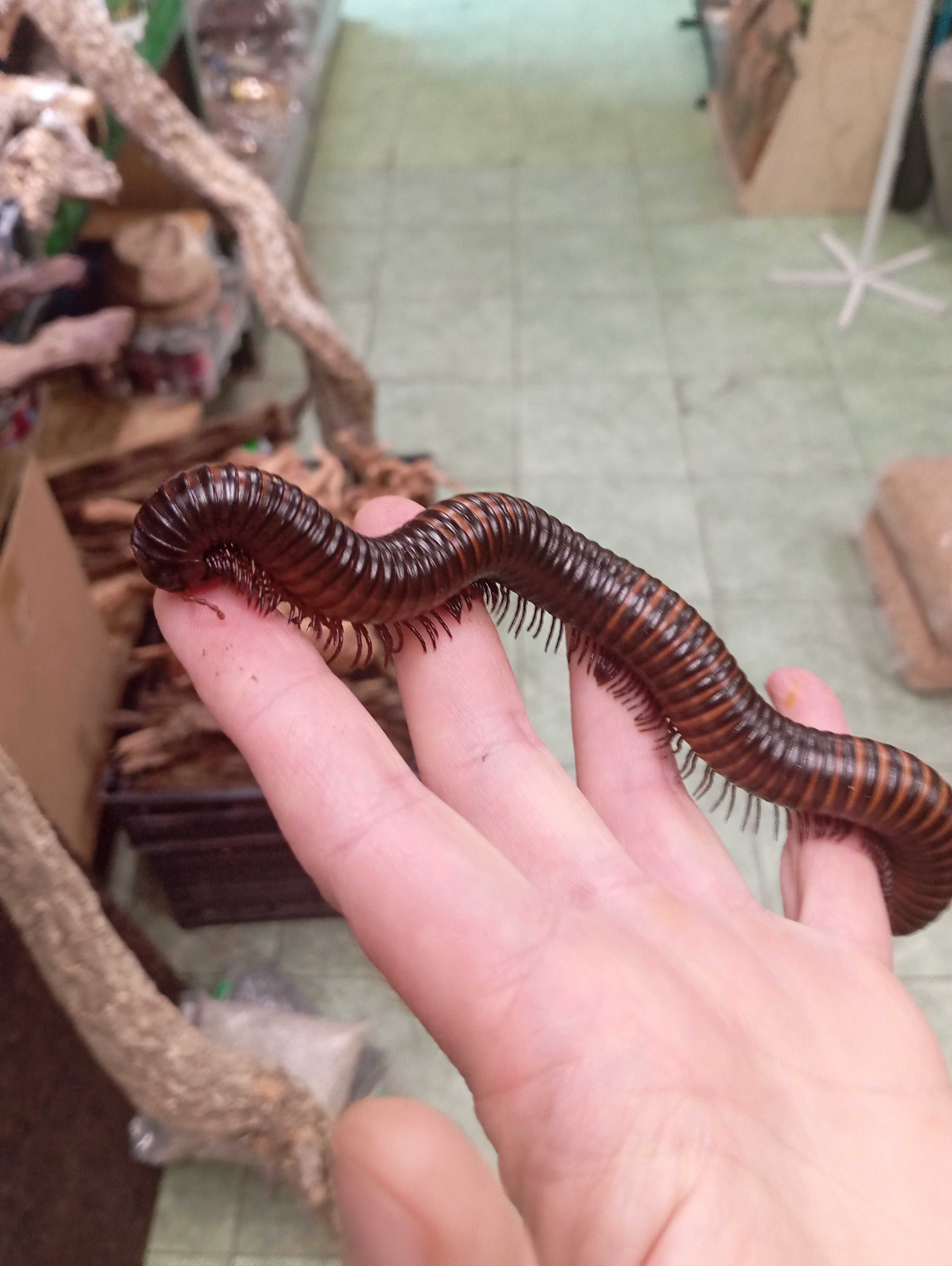 Krocionóg olbrzymi Mardonius parilis