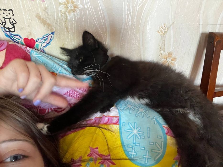 Віддаємо кішечку