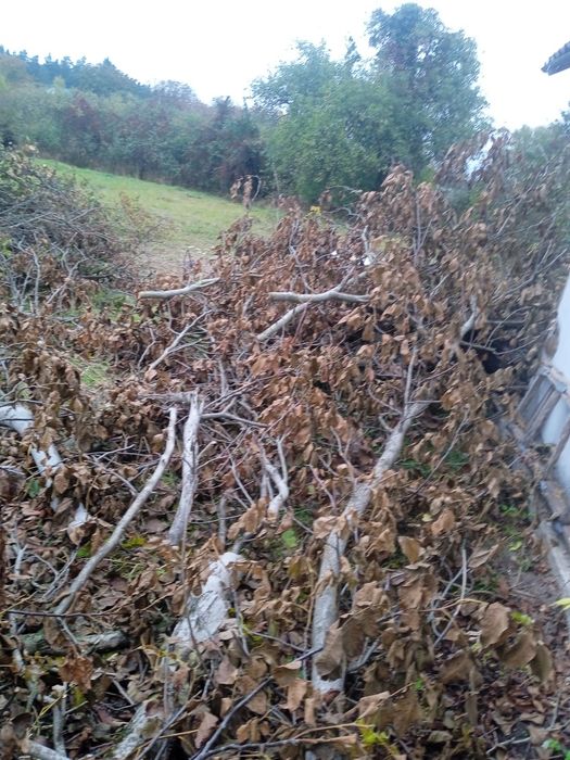 Віддам даром багато фруктових гілок