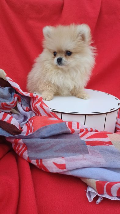 Віданий друг -померанський шпіц