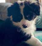 Piesek Border Collie - Hodowla Salus Canis FCI