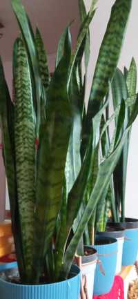 Sansewieria Wężownica Roślina Kwiat wysoka 70-100 cm