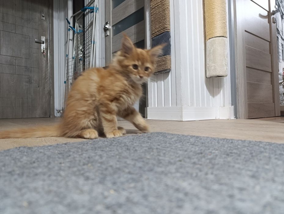 Rude Maine Coon FPL śliczne kluski