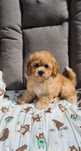 Śliczny piesek Bichpoo Maltipoo wiek 8 tygodni