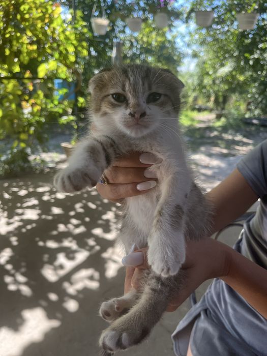 Продам породистых котят