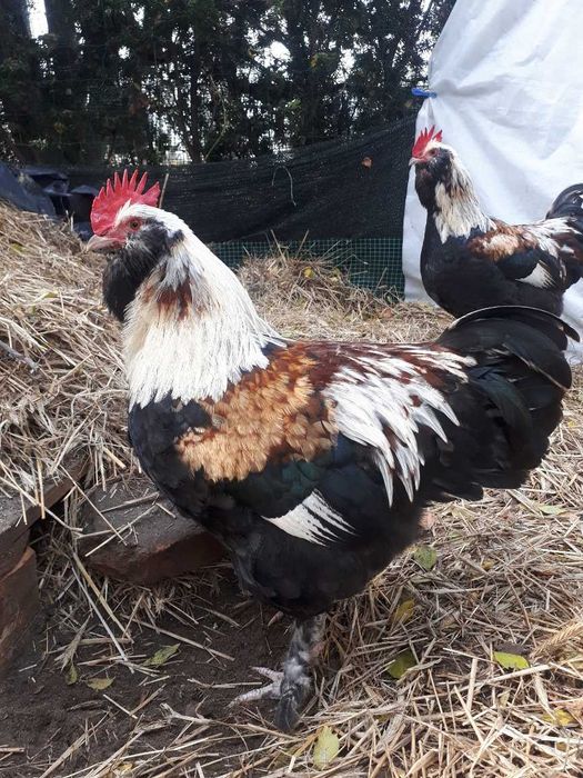 Koguty: fawerola łososiowa, czubatka wielbłądzia