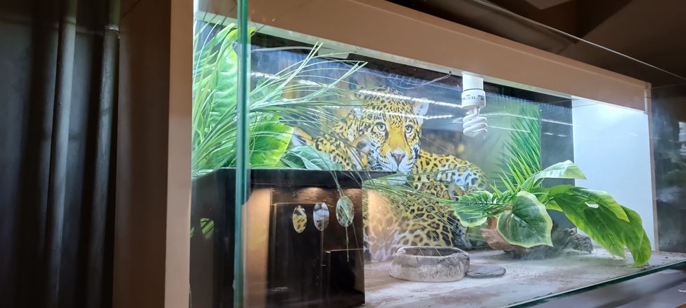 Terrarium wyposażone z oświetleniem.